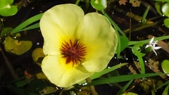 Hydrocleys nymphoides