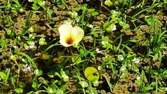 Hydrocleys nymphoides