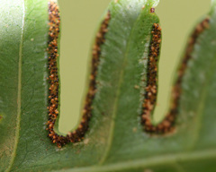 Pteris tripartita