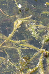 Cnesterodon decemmaculatus