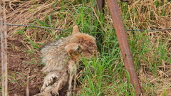 Lycalopex gymnocercus