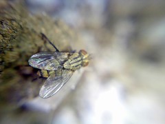Diptera