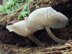 Hydropus marginellus