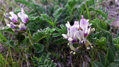 Astragalus