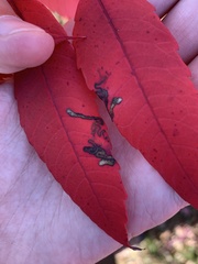 Stigmella intermedia
