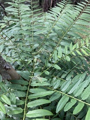 Ailanthus