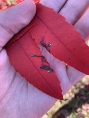 Stigmella intermedia