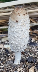 Coprinus comatus