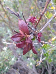 Puccinia magellanica