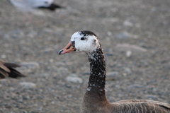 Anser anser × Branta canadensis