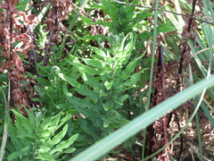 Pityrogramma trifoliata