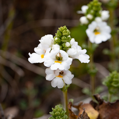 Euphrasia collina tetragona