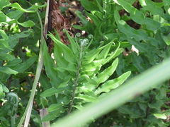 Pityrogramma trifoliata