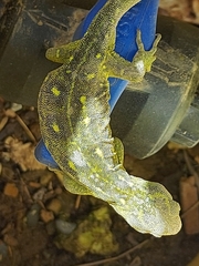 Naultinus tuberculatus