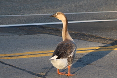 Anser anser domesticus × anser cygnoides domesticus