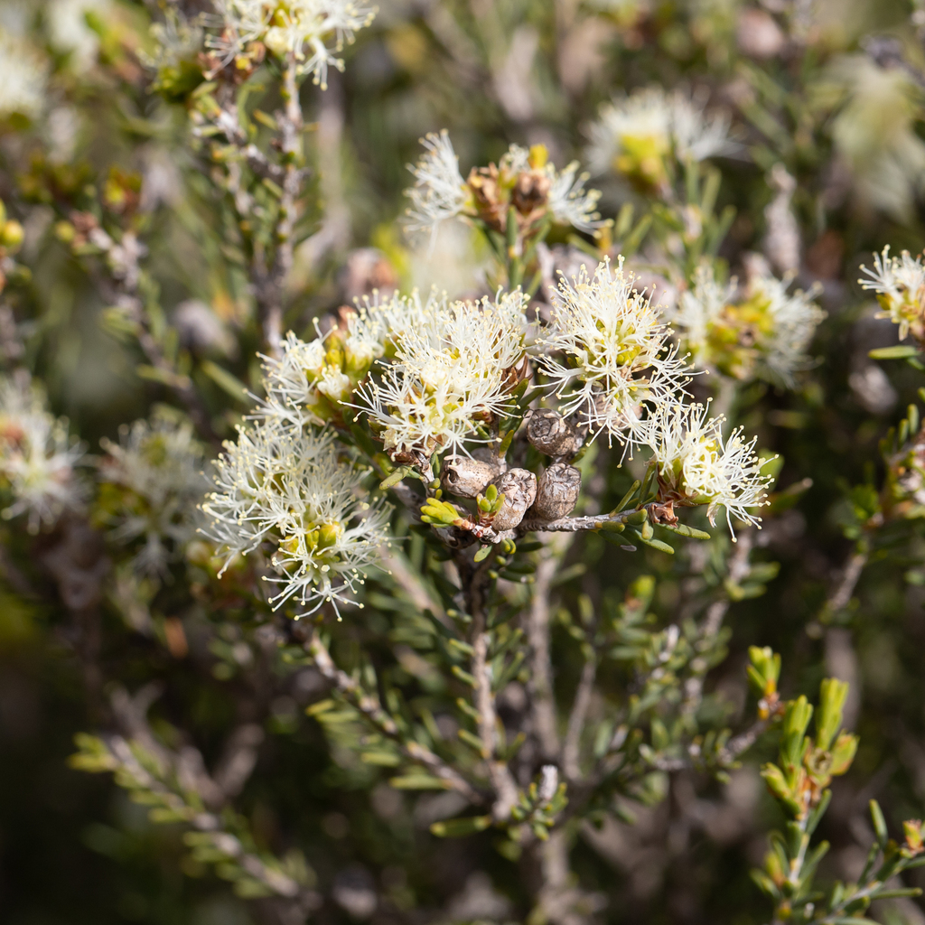 Kangaroo Honey-myrtle