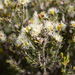 Kangaroo Honey-Myrtle - Photo (c) Kym Nicolson, some rights reserved (CC BY), uploaded by Kym Nicolson