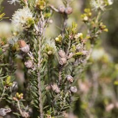 Melaleuca halmaturorum