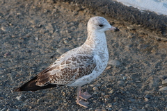 Larus delawarensis