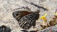 Argyrophorus monticolens