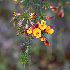 Pultenaea acerosa
