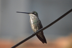 Heliomaster squamosus