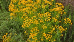 Senecio pampeanus