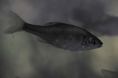 Rhodeus amarus