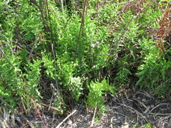 Pityrogramma trifoliata