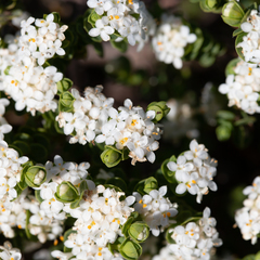 Pimelea flava dichotoma