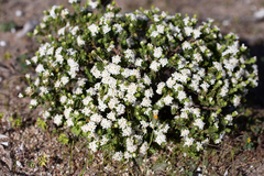 Pimelea flava dichotoma
