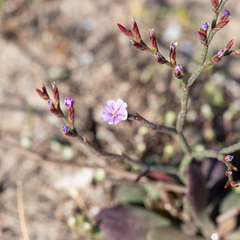 Limonium companyonis
