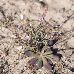 Limonium companyonis
