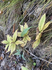 Veronicastrum virginicum