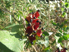 Rhynchosia volubilis