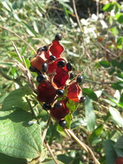 Rhynchosia volubilis