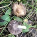 Agaricus friesianus - Photo (c) Robert M Hallock, some rights reserved (CC BY), uploaded by Robert M Hallock