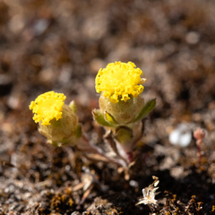 Leptorhynchos waitzia