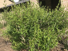 Anisacanthus quadrifidus wrightii