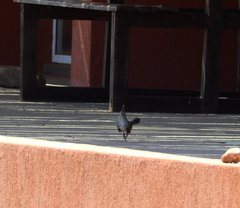 Rhinocrypta lanceolata