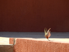 Rhinocrypta lanceolata