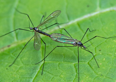 Ellipteroides limbatus