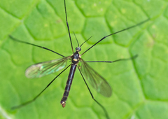 Ellipteroides limbatus