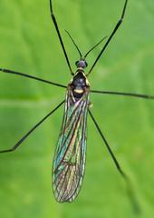 Ellipteroides limbatus