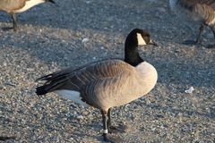 Branta canadensis moffitti