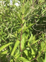 Anisacanthus quadrifidus wrightii