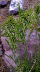 Poa bulbosa