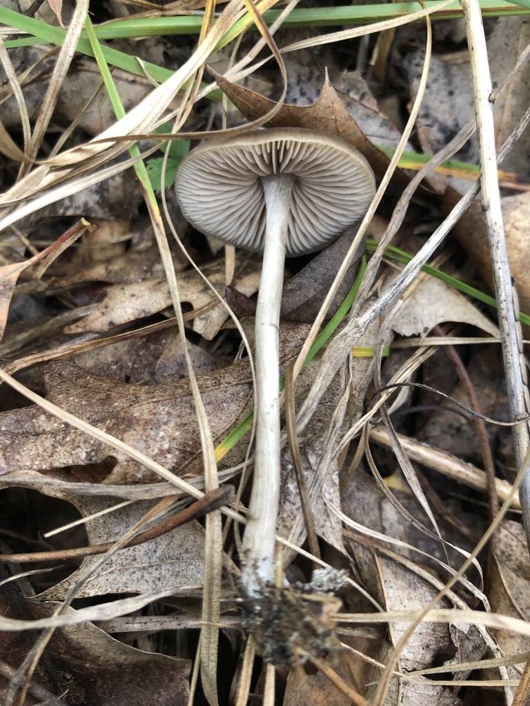 Entoloma psammophilohebes from N 25 E, Chesterton, IN, US on October 22 ...