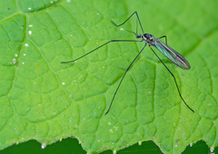 Ellipteroides limbatus