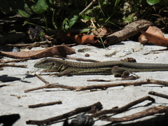 Aspidoscelis guttatus